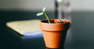 Finding Peace Through the Waiting Seasons of Life